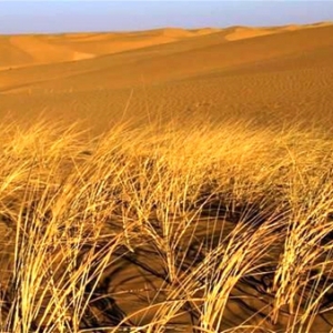 ����(sh��)�����ˡ����ģ���Į����