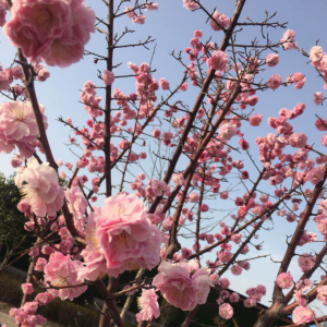 ����һ�괺��(l��i)��